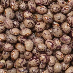 Climbing French bean MAJOR COOK