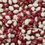 Climbing French bean TUNNY BEAN
